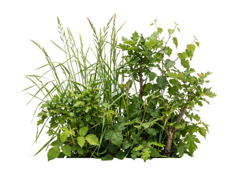 Green plants and grass isolated on transparent background
