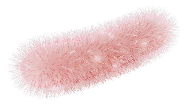 Pink fuzzy bacterium with many cilia, isolated on transparent background