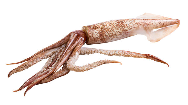 Raw whole squid with tentacles and patterned mantle, isolated on transparent background