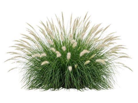 Ornamental fountain grass plant isolated on transparent background