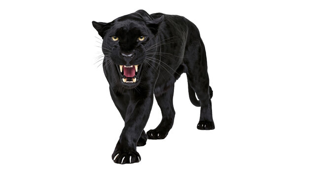 Aggressive black panther snarling with bared teeth, isolated on transparent background