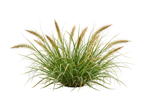 Ornamental grass with feathery plumes isolated on transparent background