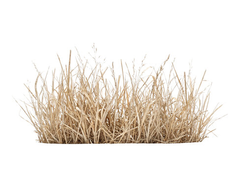 Dry grass clump isolated on transparent background