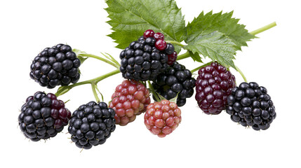 Ripe and unripe blackberries on a green stem with leaves, isolated on transparent background © ELISA