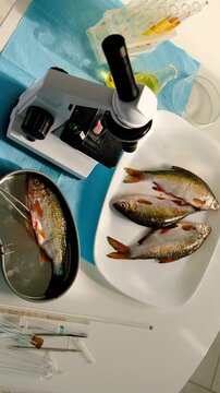 Research fish in the lab. Selective focus.