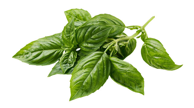Fresh green basil herb sprigs, isolated on transparent background