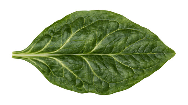 Deep green textured spinach leaf with prominent veins, isolated on transparent background