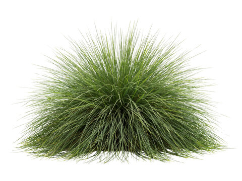 Lush green ornamental grass plant isolated on transparent background