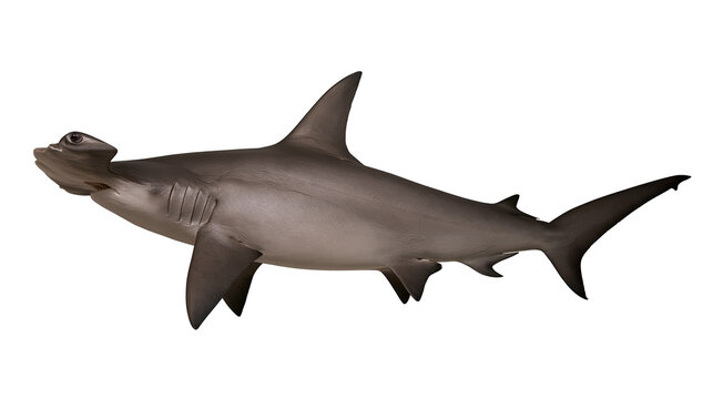 Great Hammerhead shark with distinctive hammer-shaped head, isolated on transparent background