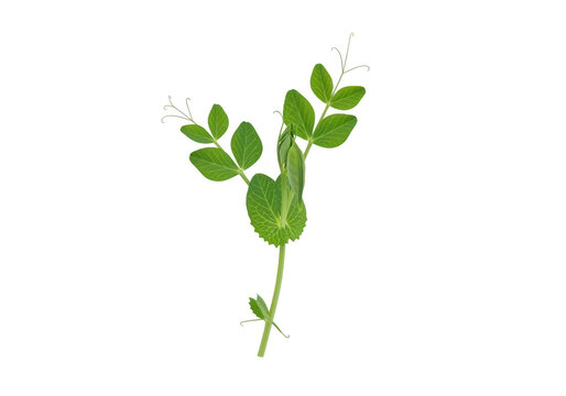 Fresh green pea plant sprout with small leaves and a single pea pod growing on a stem isolated on transparent background