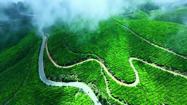 Kerala Munnar's Topstation Tea Estate Road most beautiful 4K video with clouds covered a treat to eye to watch.  Drone shot - beautiful landscape at Gods Own Country	