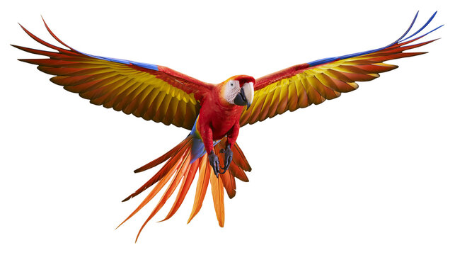 Scarlet macaw parrot with vibrant red yellow and blue plumage flying with wings spread, isolated on transparent background