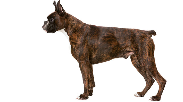 Brindle boxer dog standing profile, isolated on transparent background