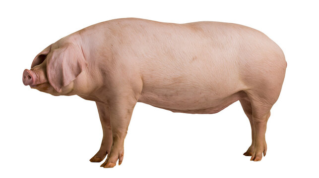 Large pink pig standing, isolated on transparent background