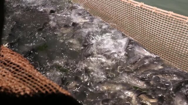Korea rockfish harvest fish farm aquaculture net cage fishery ocean marine product seafood ingredient raw fish sashimi 한국 우럭 가두리 양식 수확 뜰채 바다 어장 수산물 어촌 수산업 생선 횟감 식재료 활어 회 양식장 해양