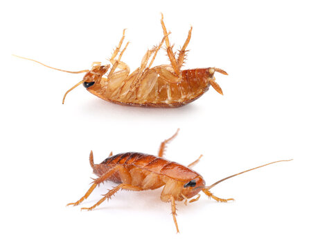 Brown cockroach isolated on white. Pest insect