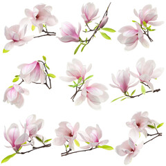 Beautiful magnolia flowers isolated on white, set © New Africa
