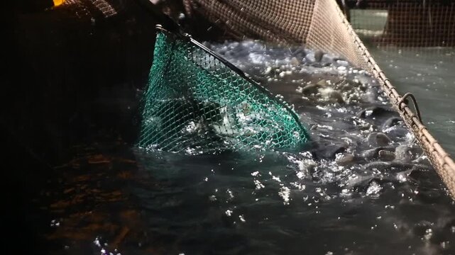 Korea rockfish harvest fish farm aquaculture net cage fishery ocean marine product seafood ingredient raw fish sashimi 한국 우럭 가두리 양식 수확 뜰채 바다 어장 수산물 어촌 수산업 생선 횟감 식재료 활어 회 양식장 해양