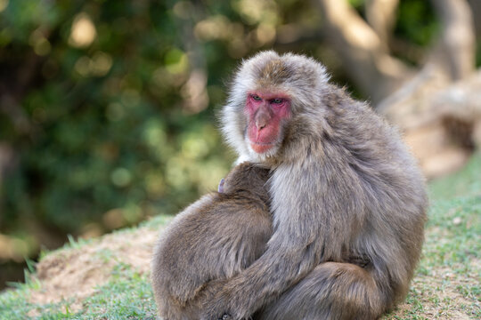 Two monkeys sitting together, Cute pose. Kyoto Japan Iwatayana Monkey Park