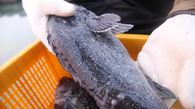 Korea rockfish harvest fish farm aquaculture net cage fishery ocean marine product seafood ingredient raw fish sashimi 한국 우럭 가두리 양식 수확 뜰채 바다 어장 수산물 어촌 수산업 생선 횟감 식재료 활어 회 양식장 해양