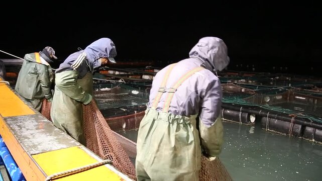 Korea rockfish harvest fish farm aquaculture net cage fishery ocean marine product seafood ingredient raw fish sashimi 한국 우럭 가두리 양식 수확 뜰채 바다 어장 수산물 어촌 수산업 생선 횟감 식재료 활어 회 양식장 해양