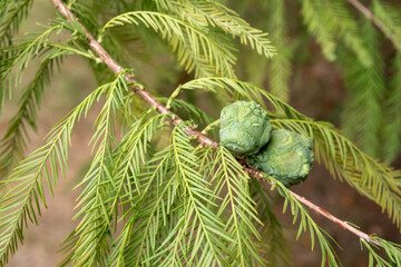 Bald cypress tree branch with green cones in spring © Ulrich