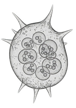 Black and white medical illustration of a single microscopic cell with internal structures isolated on transparent background
