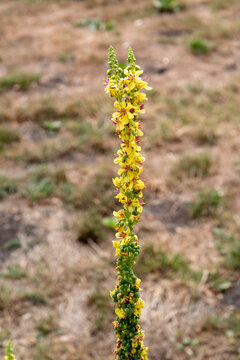 Verbascum plant blooming with yellow flowers in nature
