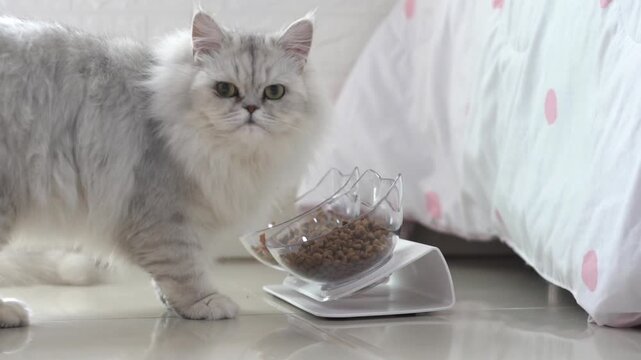 Fluffy white cat eating dry kibble food from an elevated transparent bowl at home.