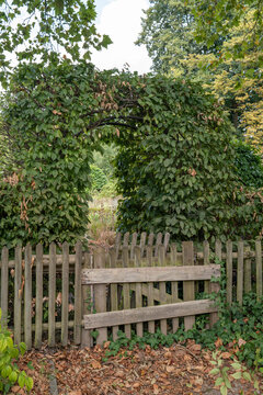 Garden entrance with old wooden fence and green leafy archway