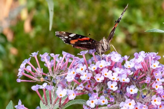 Red admiral butterfly feeding on purple buddleja flower in bottrop