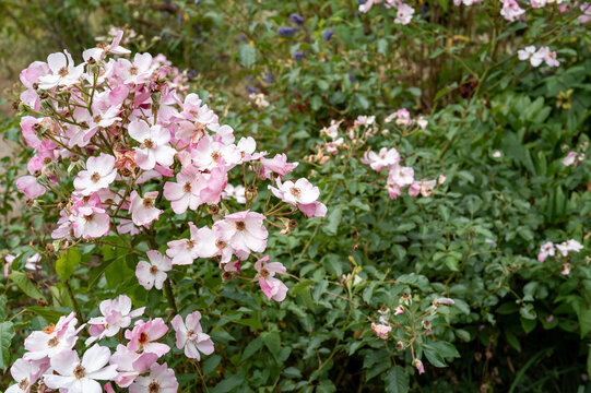 Pink flowering rose bush in bottrop garden