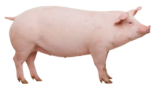 Pink domestic pig standing, isolated on transparent background