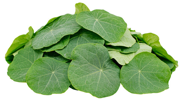 Pile of fresh green Gotu Kola leaves, isolated on transparent background
