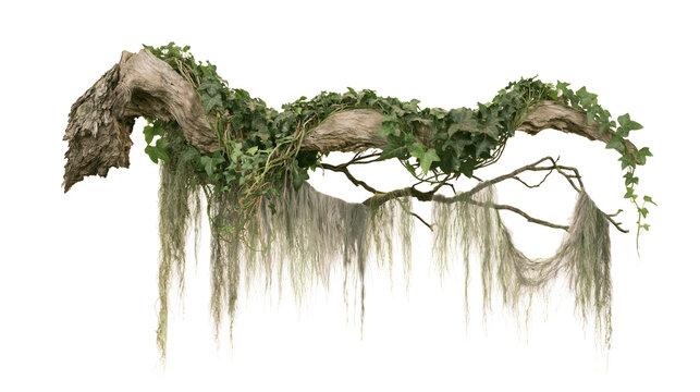 Gnarly weathered tree branch covered in green ivy and hanging Spanish moss, isolated on transparent background