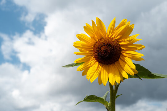 Sunflower blooming against cloudy sky in bottrop germany