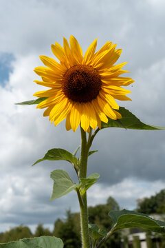 Sunflower growing under cloudy sky in bottrop, germany