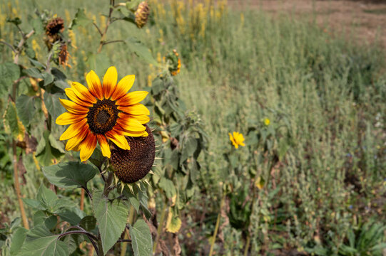 Sunflower head featuring yellow and reddish petals standing in a green field in bottrop