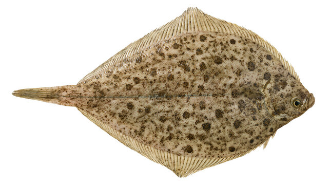 Flatfish with speckled brown and beige pattern, isolated on transparent background