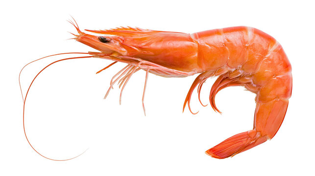 Cooked whole orange shrimp with long antennae, isolated on transparent background
