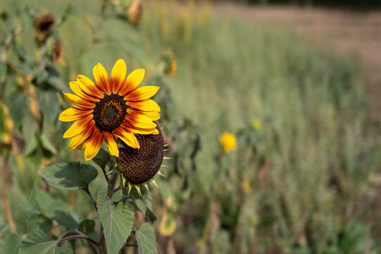Bicolor sunflower blooming in a sunny field