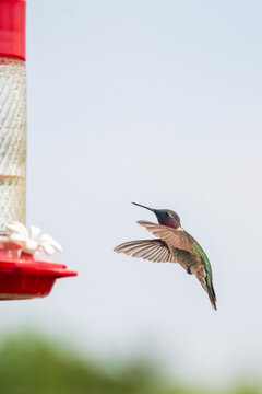 Ruby-throated Hummingbird Hovering Near Feeder