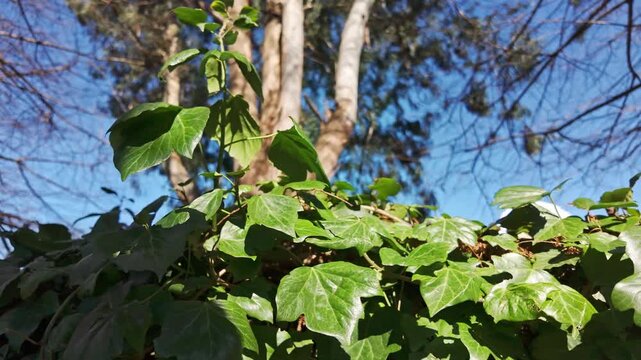 Lush green ivy leaves climb tree trunks in sunlit forest with blue sky background.