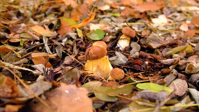 Mushroom picking in the forest. Selective focus.