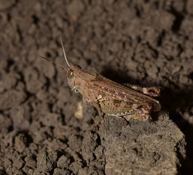 Macro photograph of brown grasshopper Acrididae sitting on dry soil view from another side background concept