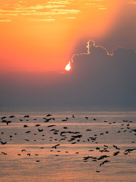 Aerial view of a flock of birds flying over the sea during a vibrant golden sunset.