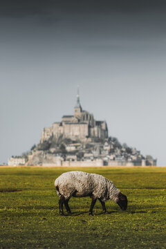 France - 27 December 2021: View of a sheep grazing in a green pasture with the historic Mont Saint-Michel abbey in the background under an overcast sky.