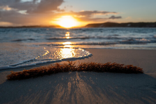 View of Muttonbird Beach at sunset with seaweed on the wet sand and gentle waves rolling onto the shore in Elleker, Western Australia, Australia.