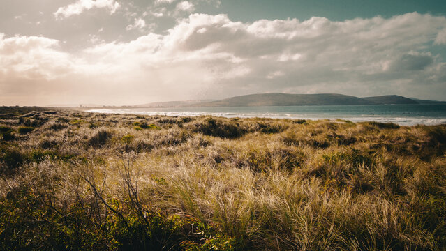 View of the coastal dunes and beach at Emu Point with golden sunlight illuminating the tall grasses and distant hills under a cloudy sky, Emu Point, Western Australia, Australia.