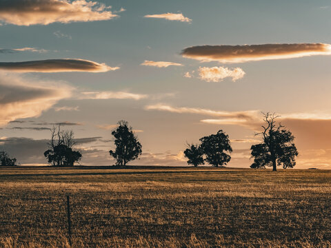View of a vast field with scattered trees silhouetted against a golden sunset sky in Cranbrook, Western Australia, Australia.